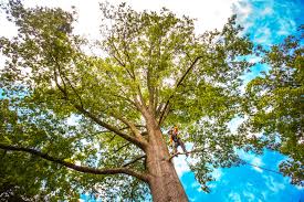 How Our Tree Care Process Works  in  Lake Belvedere Estates, FL