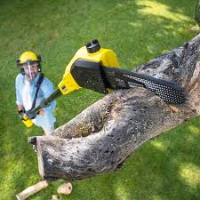 Best Commercial Tree Services  in Lake Belvedere Estates, FL