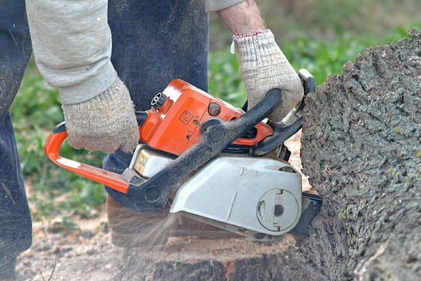 Best Seasonal Cleanup  in Lake Belvedere Estates, FL