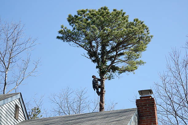  Lake Belvedere Estates, FL Tree Services Pros